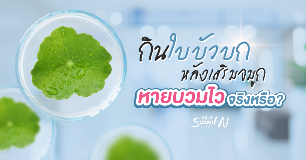 ใบบัวบก เสริมจมูก